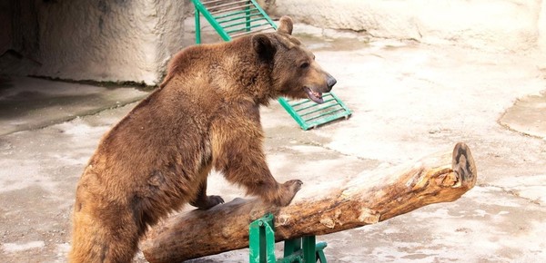 Una madre arrojó a su hija de 3 años a una jaula de osos en un zoológico