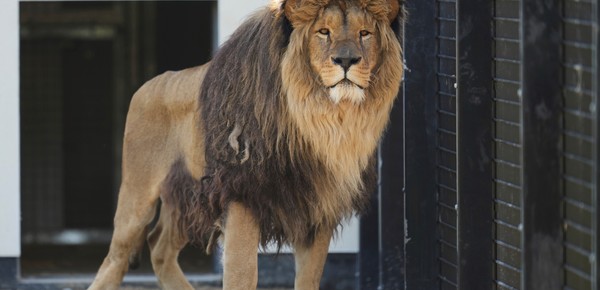 Cinco leones rescatados del frente en la guerra de Ucrania comienzan una nueva vida en Inglaterra