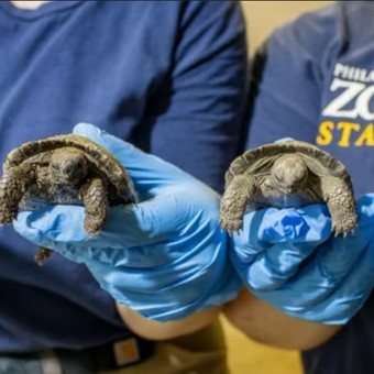 Una tortuga de 97 años fue madre por primera vez
